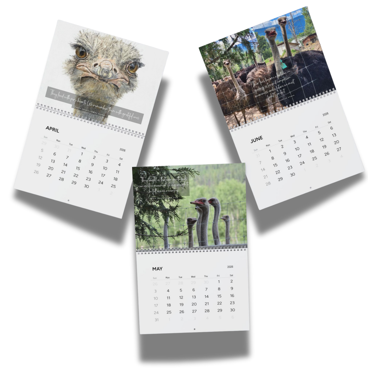2026 Ostrich Tribute Calendar